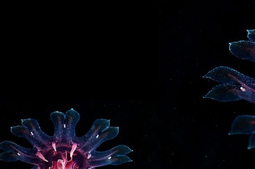 世界上最贵的沐浴露